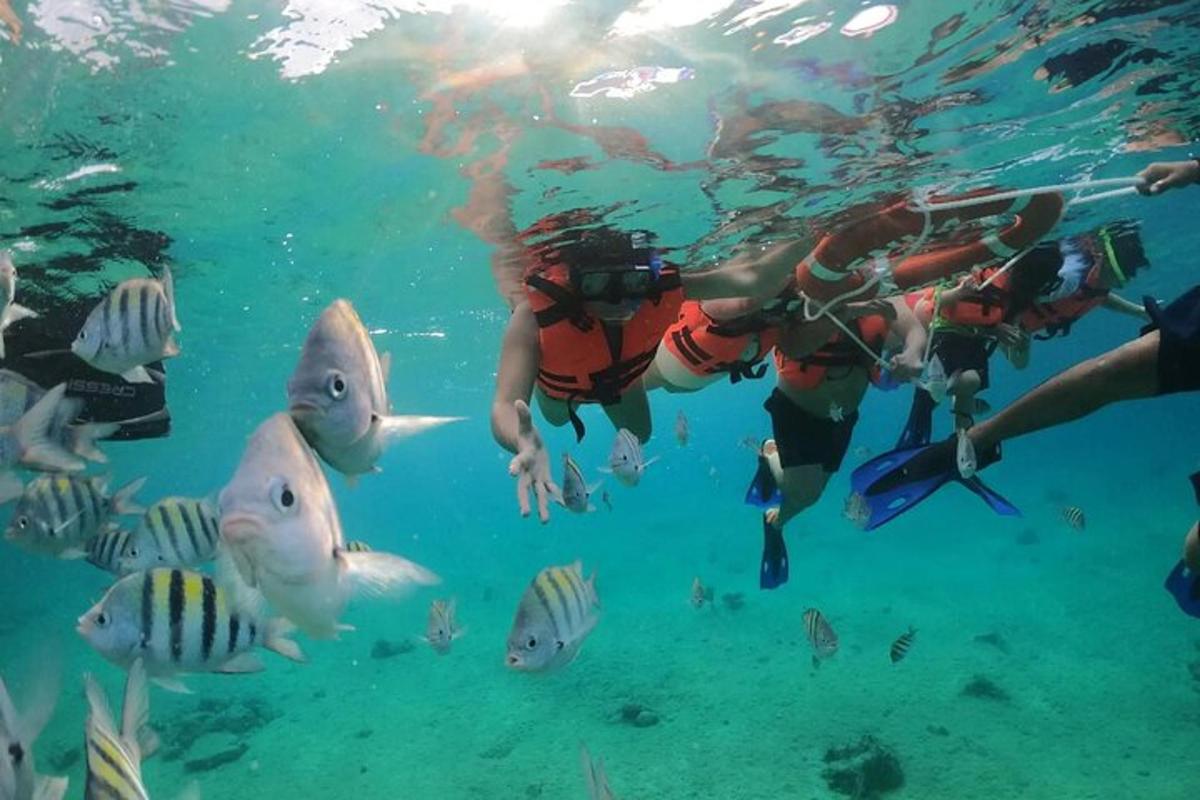 sekumpulan orang menyelam di dalam air bersama ikan
