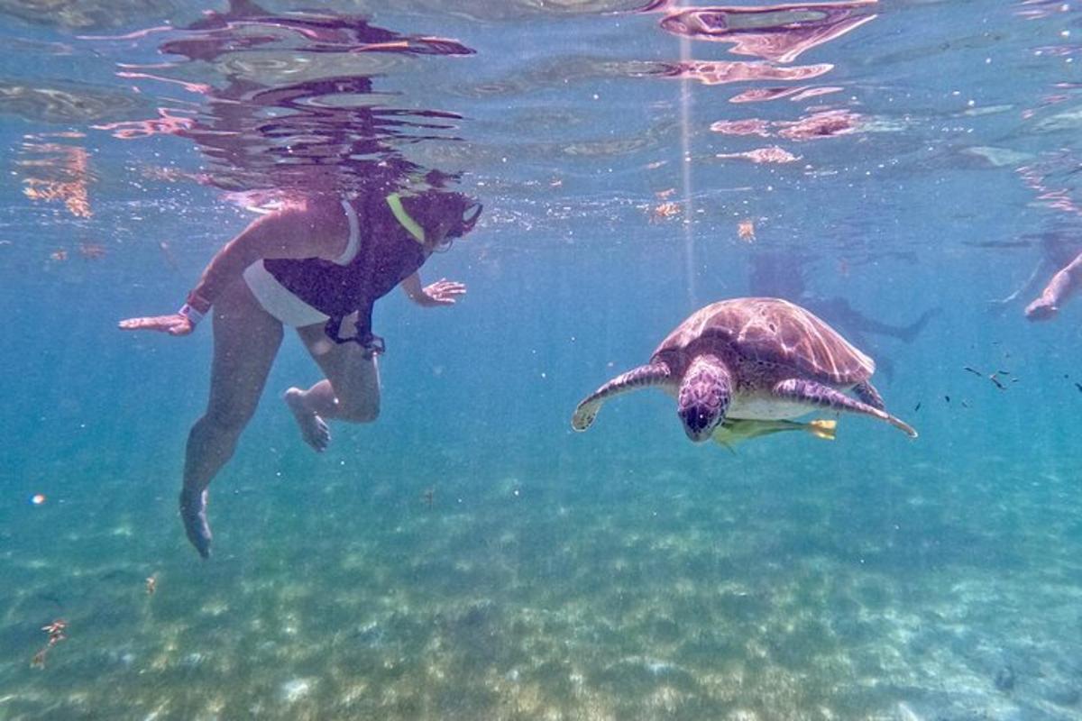 a person swimming in the water with a turtle