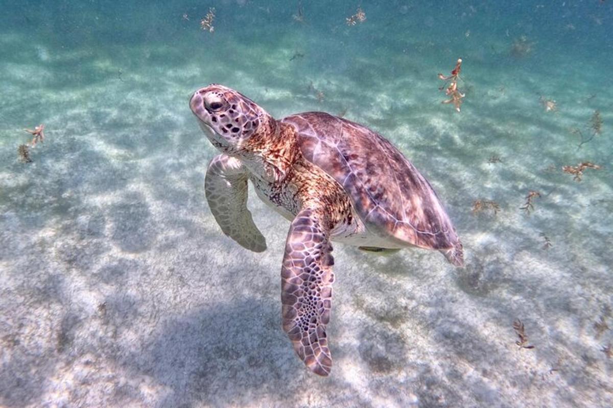 penyu hijau berenang di dalam air