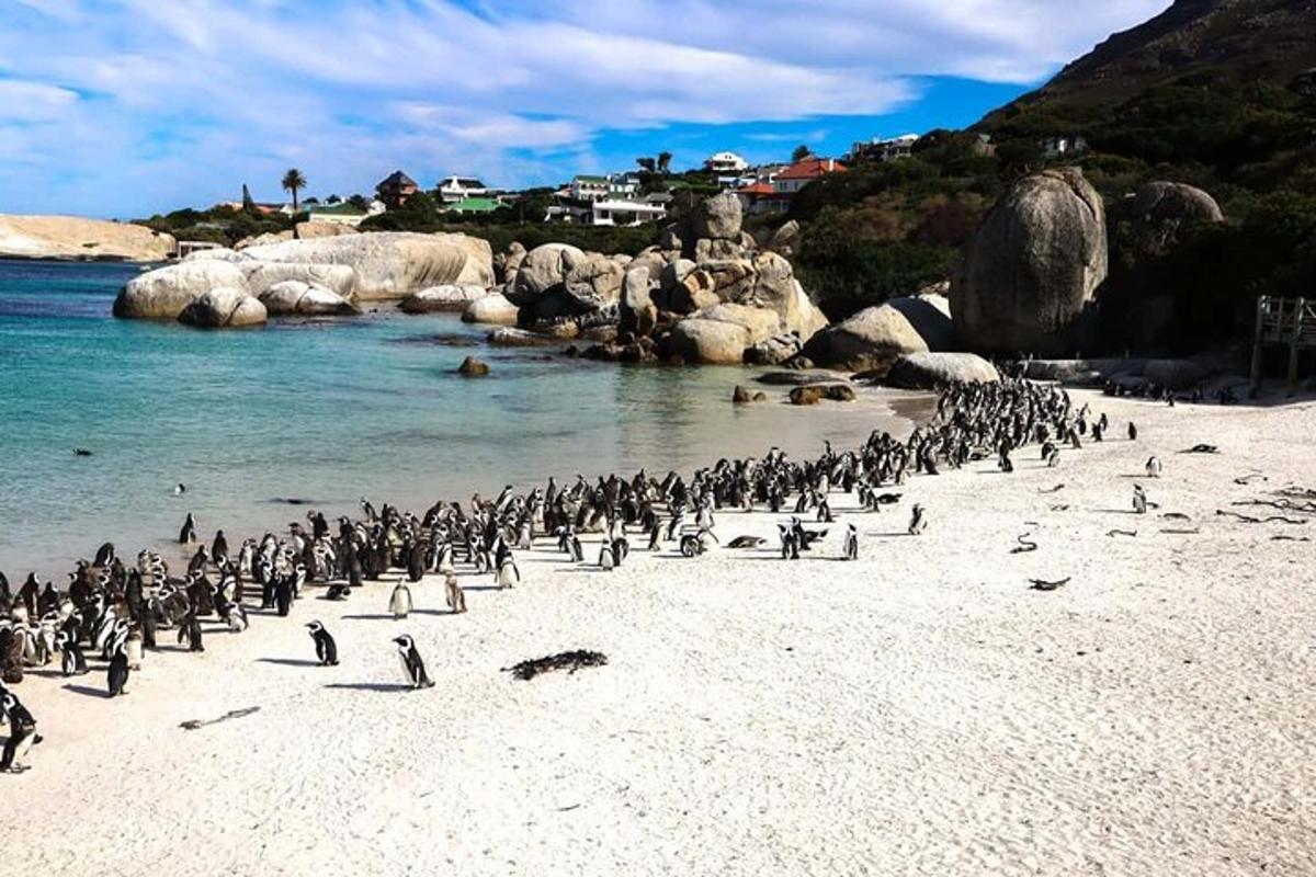um bando de pinguins em pé na praia