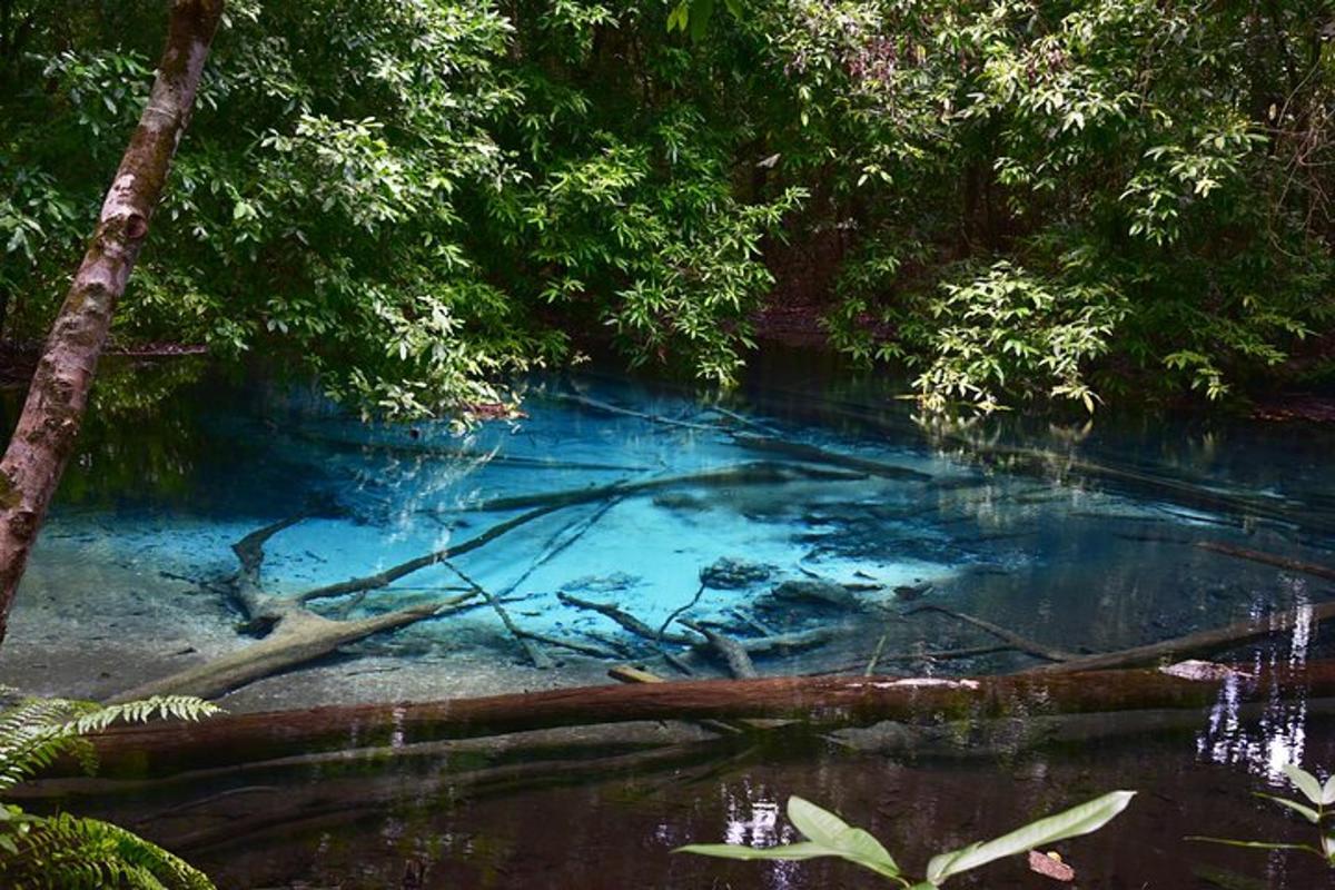kolam air di tengah-tengah hutan