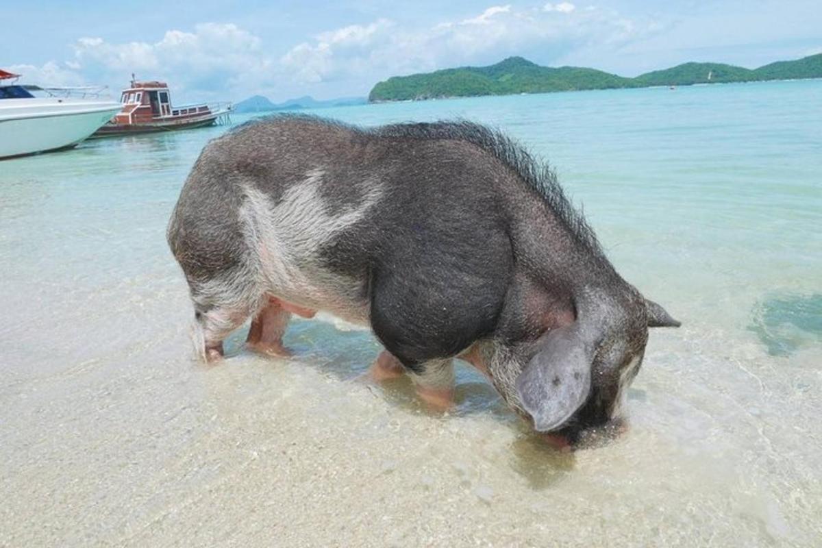 un porc dempeus a l'aigua a la platja