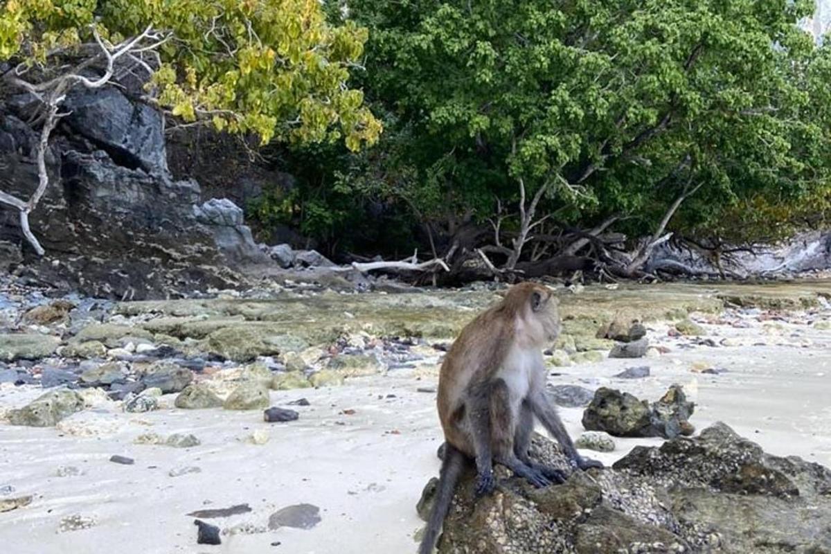 una scimmia seduta su una roccia su una spiaggia