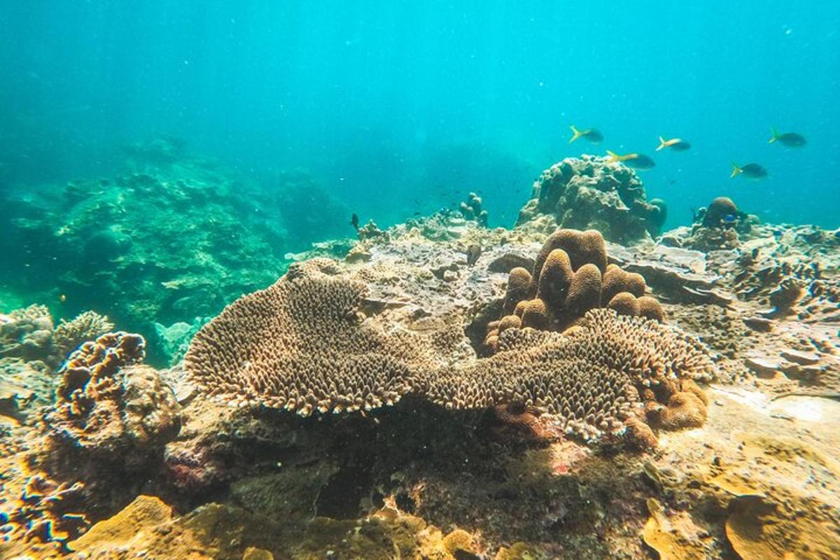 un arrecife de coral con peces en el agua