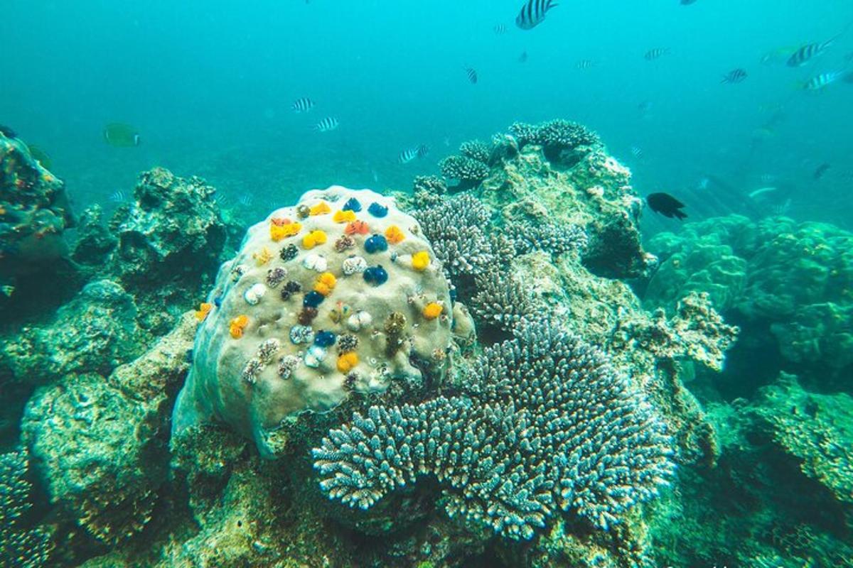 un arrecife de coral con peces en el agua