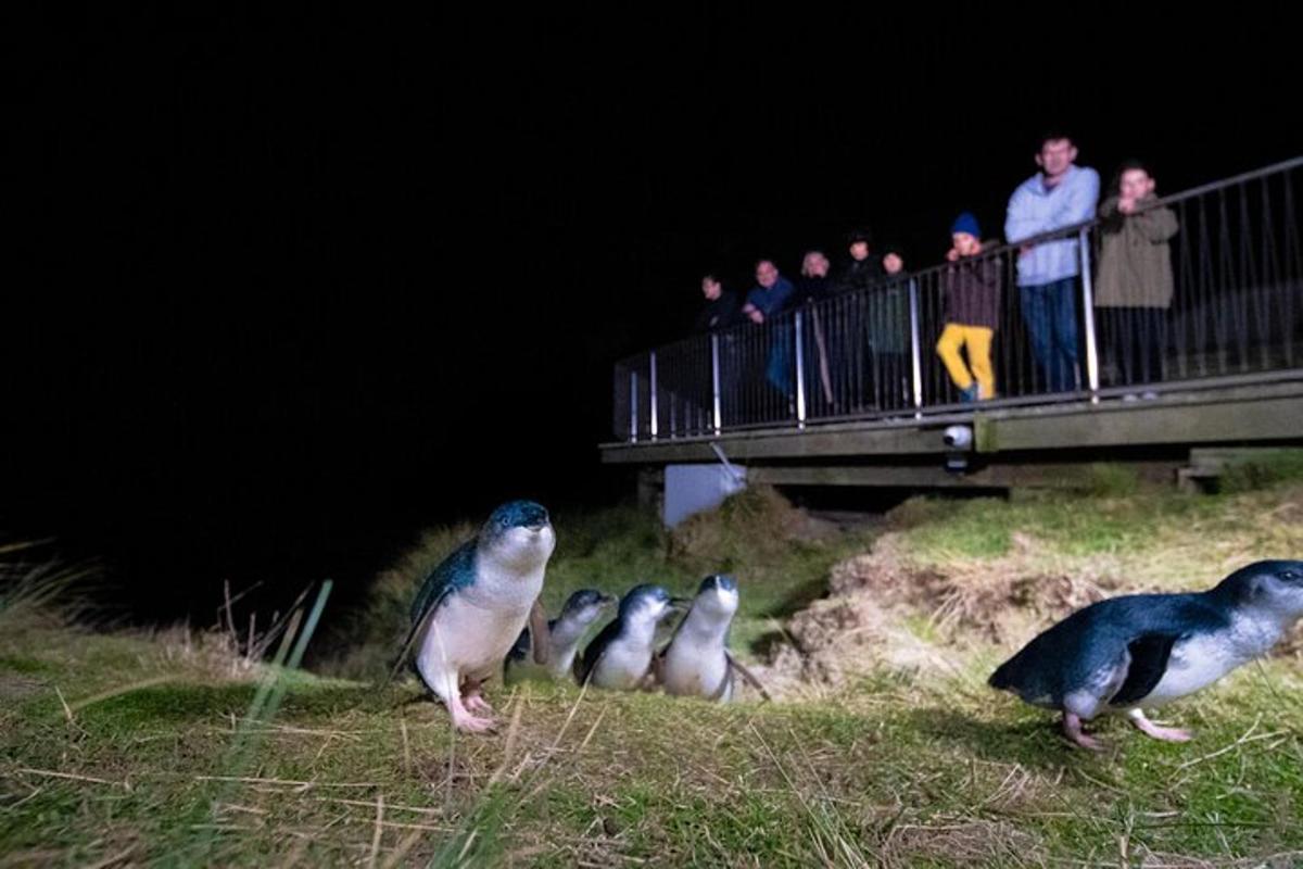 a group of penguins standing on the grass with people