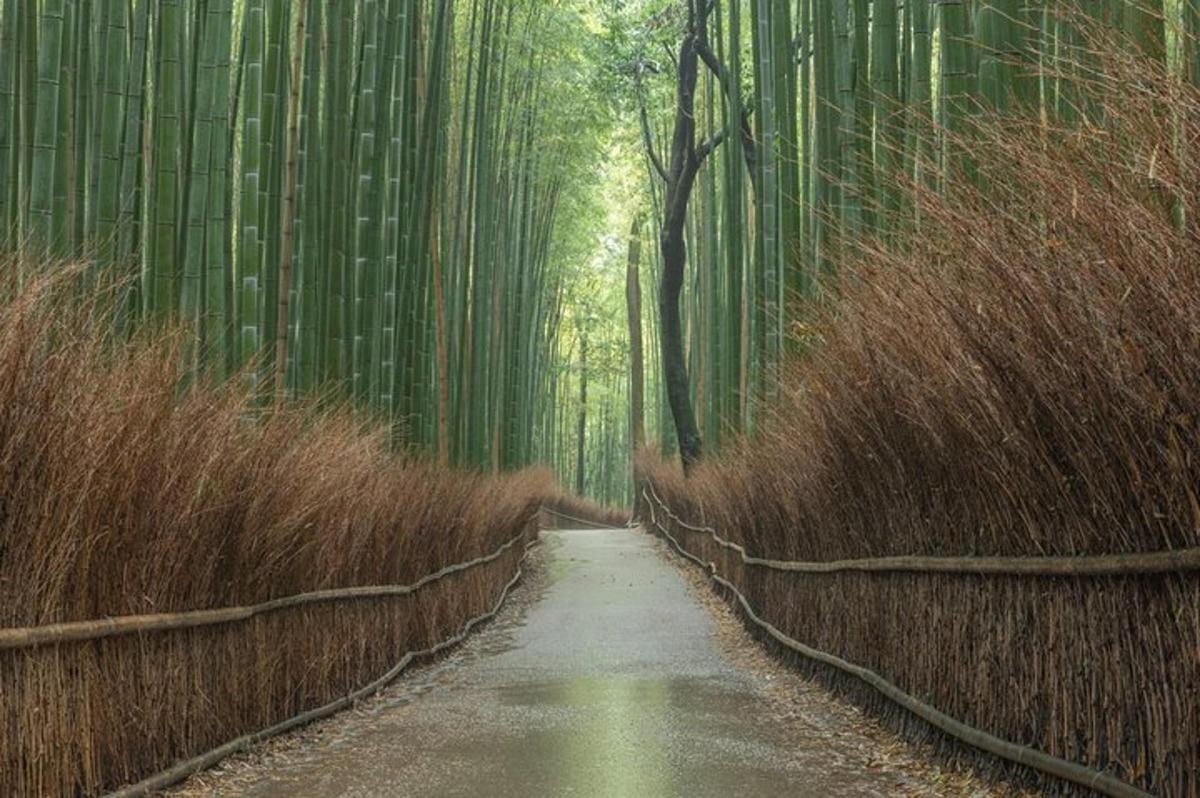 un sentiero in una foresta di bambù con alberi ad alto fusto