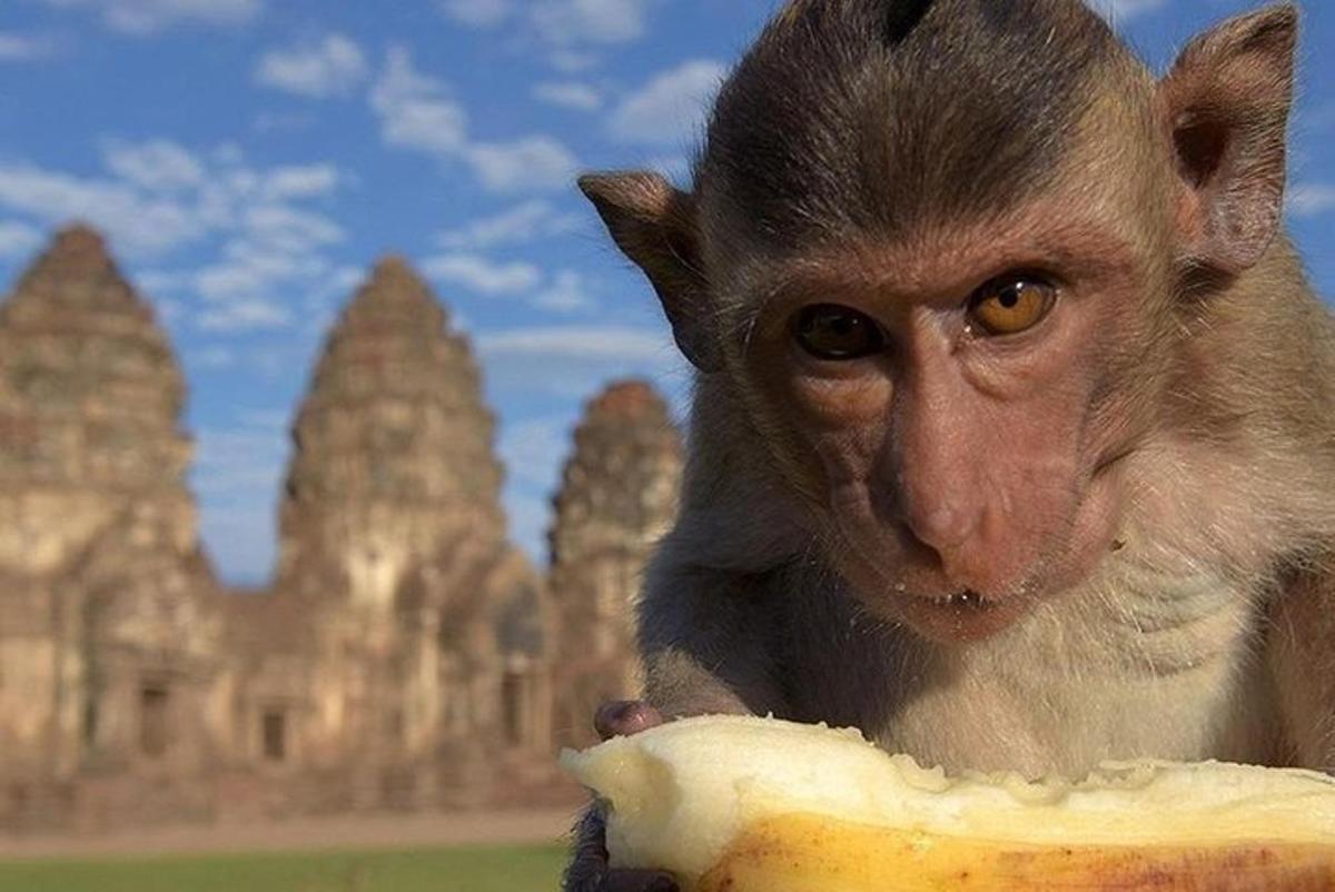 seekor monyet memegang pisang di depan sebuah gedung