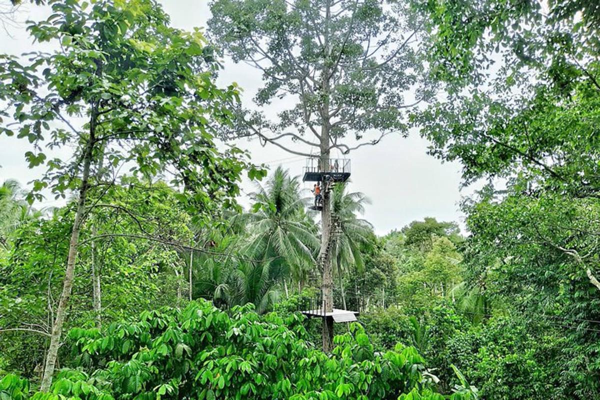 a person is hanging from a tree in the forest