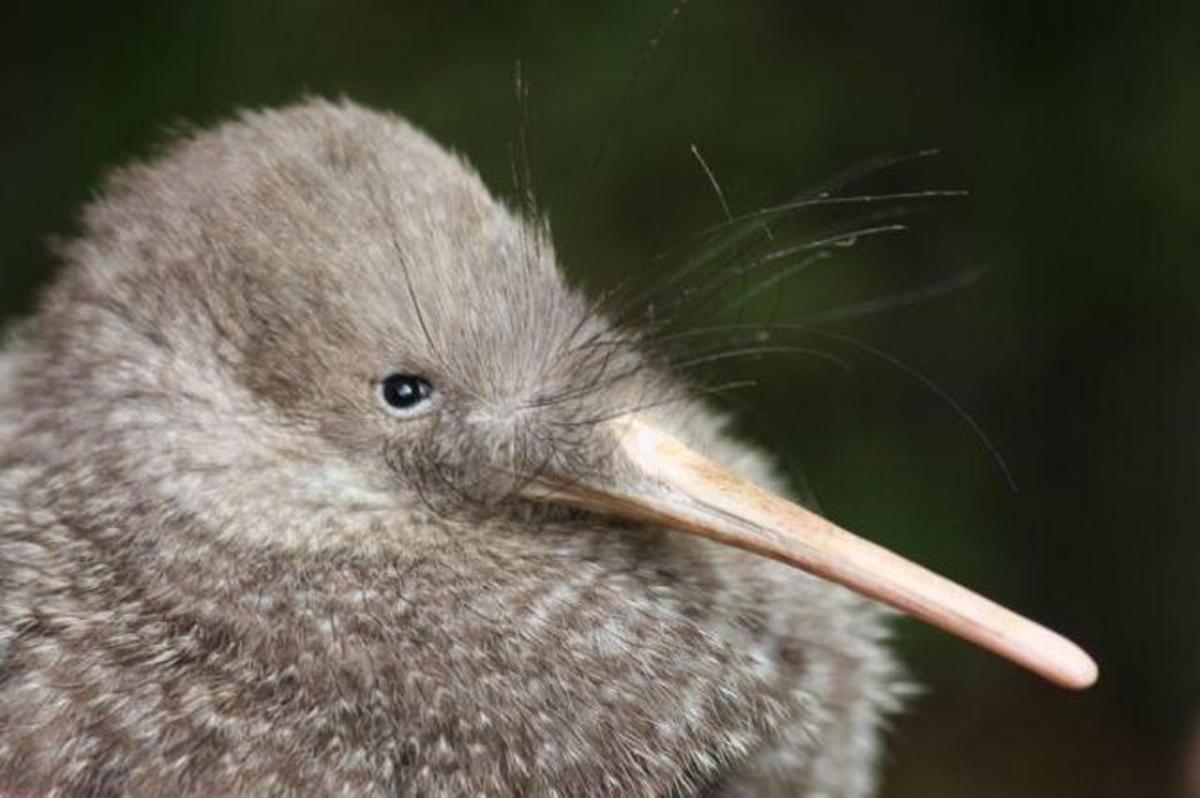 a small bird with a long beak