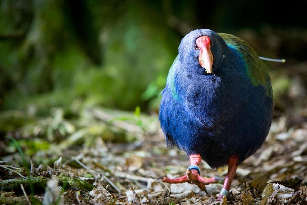 a bird standing on the ground with its mouth open