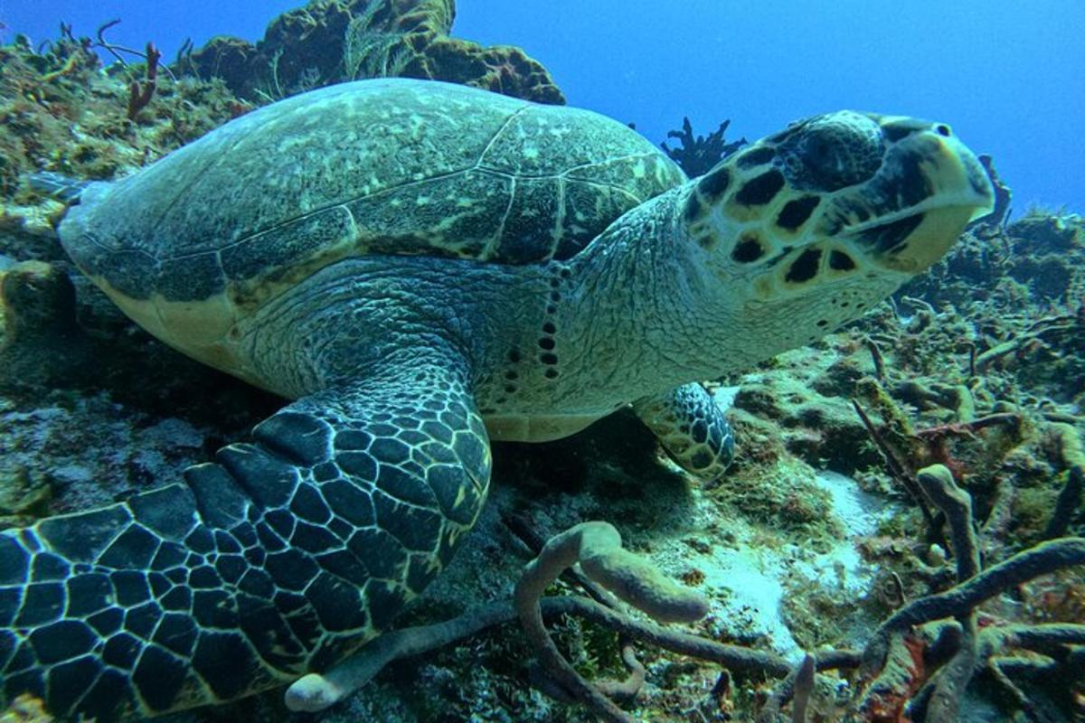 zelená mořská želva plavající v oceánu