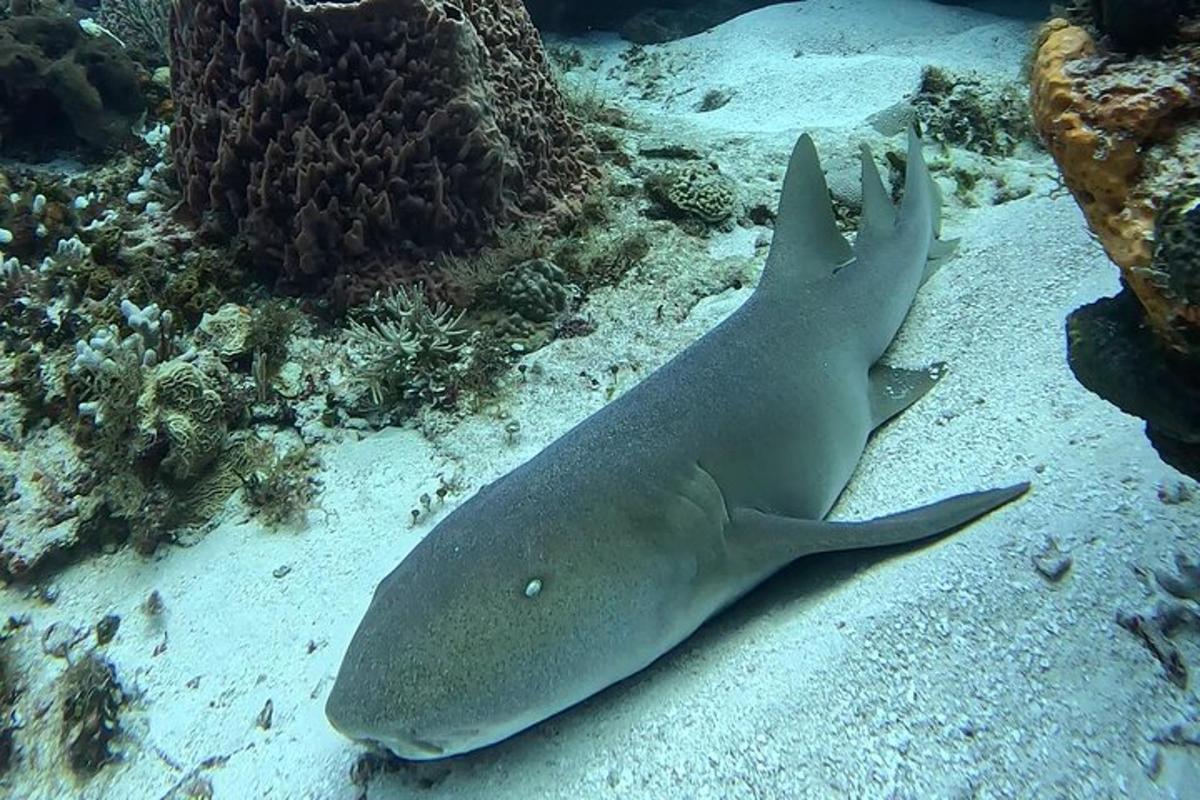 žralok ležící na dně oceánu