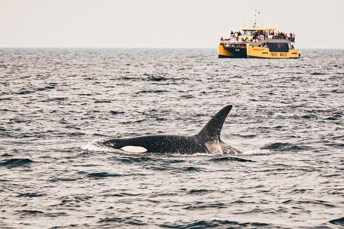 Una ballena en el agua con un barco al fondo