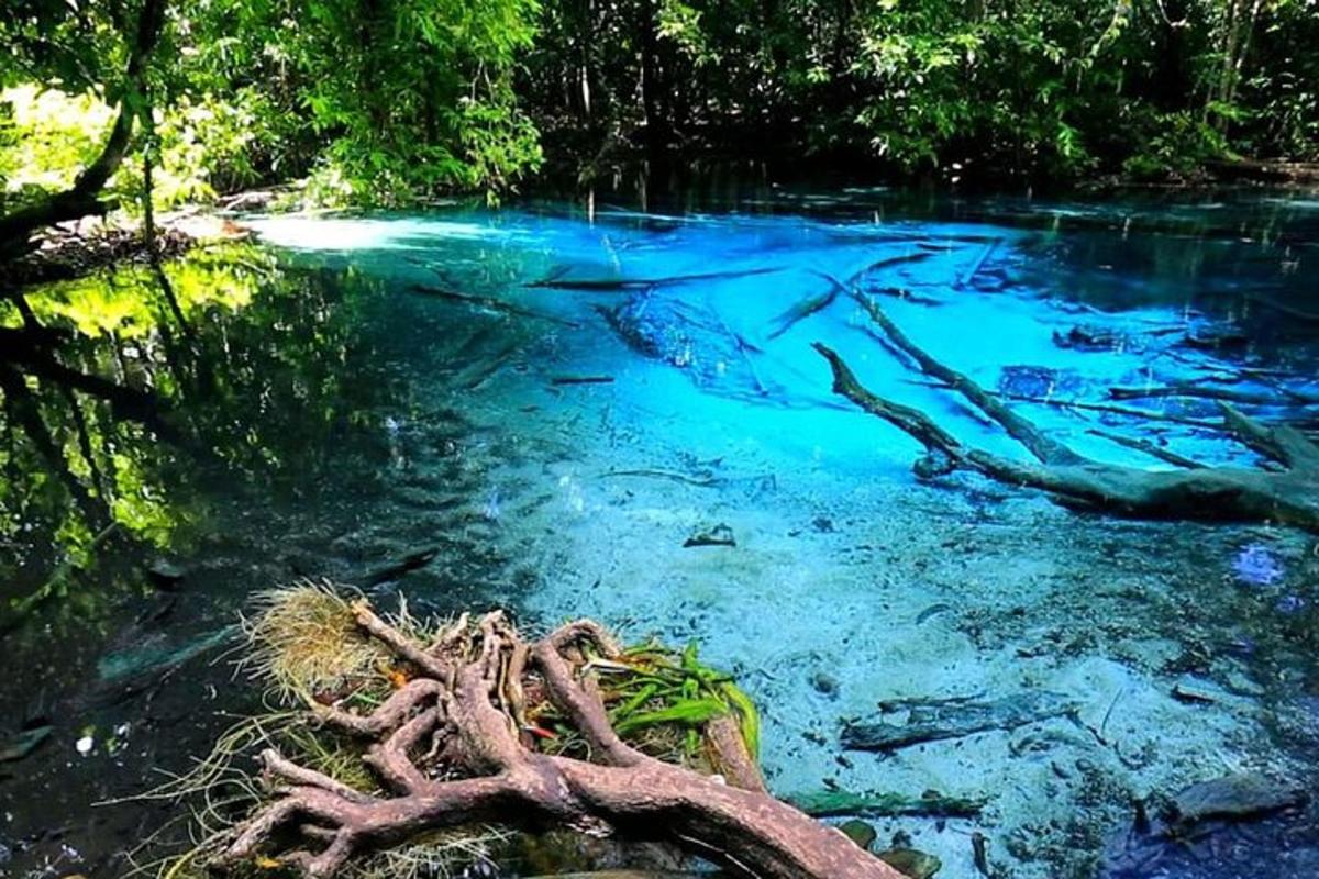 kolam air biru dengan pepohonan dan akar