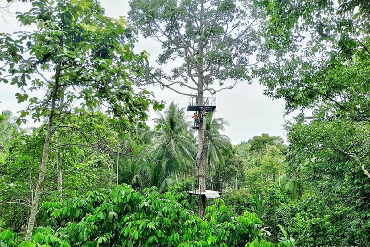 a person is hanging from a tree in the forest
