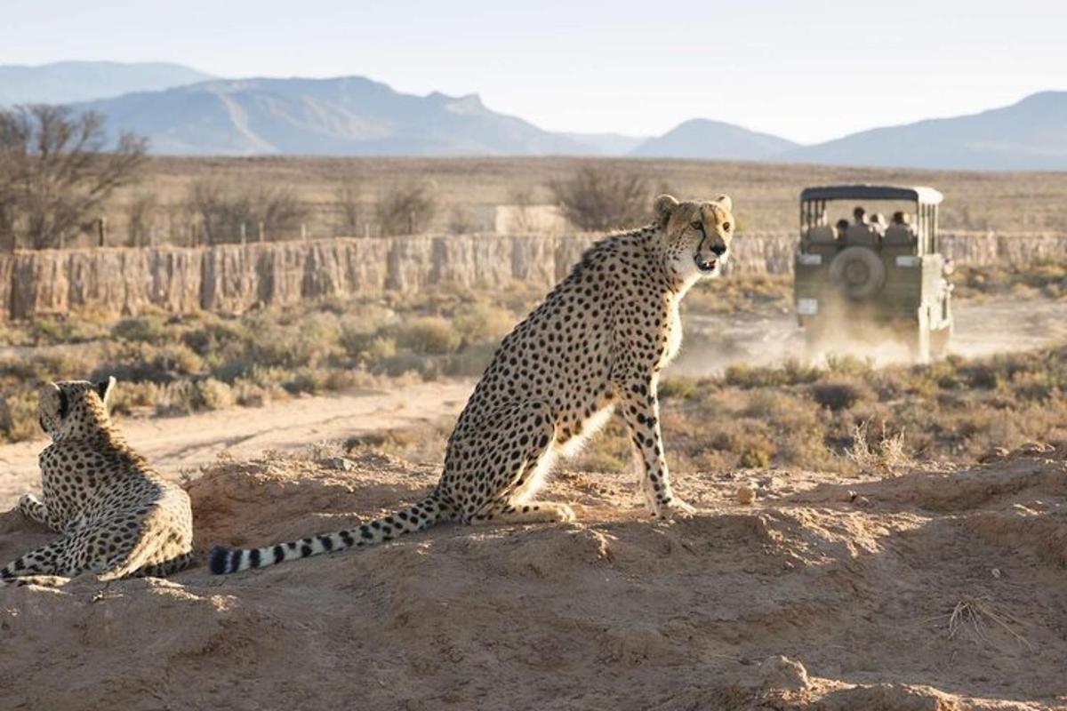 車の前の地面に座っているチーター