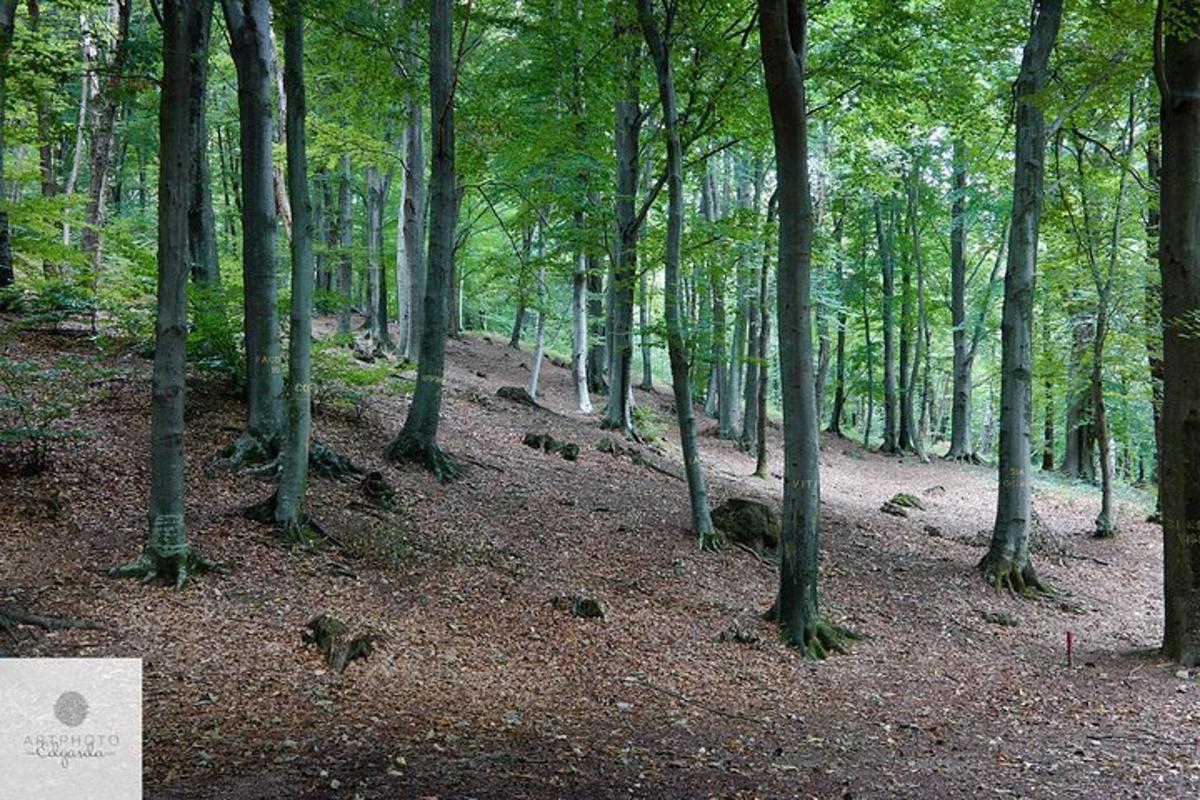 a wooded area with trees and a dirt trail