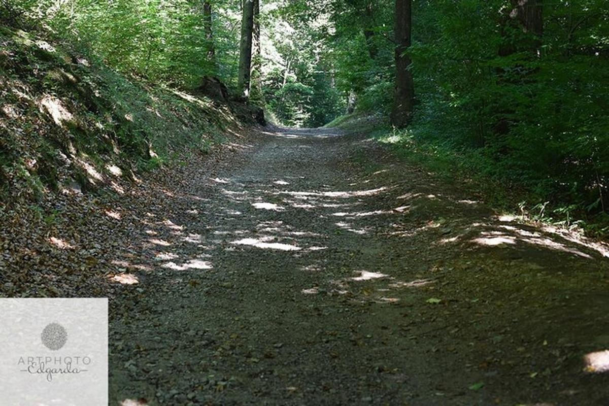 a dirt road in the middle of a forest