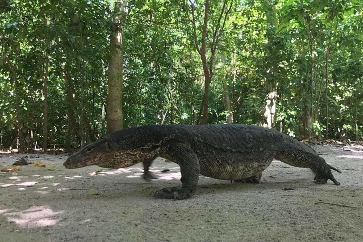 suuri reptilianuana kävelee hiekkatiellä