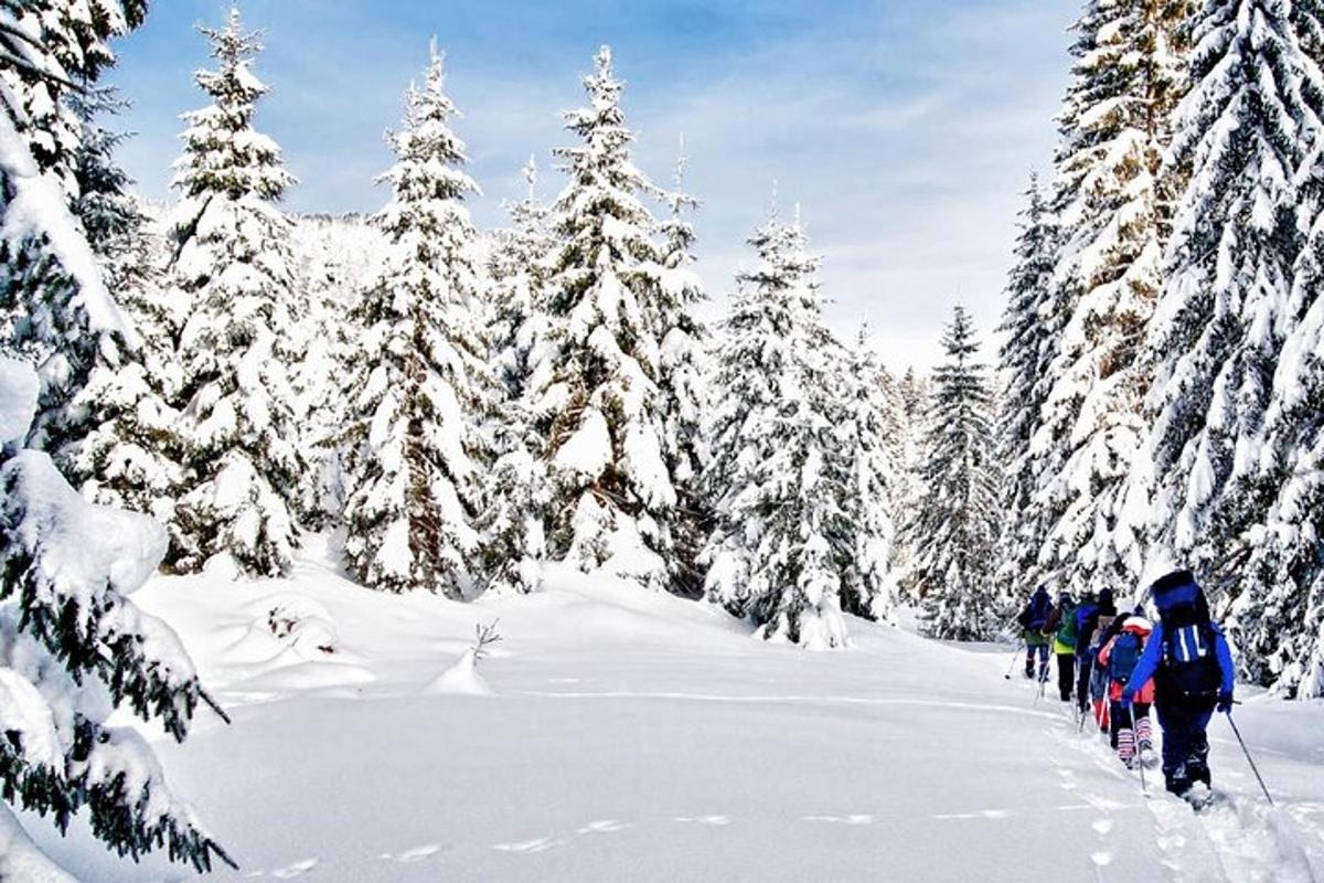 Un grupo de personas practicando esquí de fondo a través de un bosque cubierto de nieve.