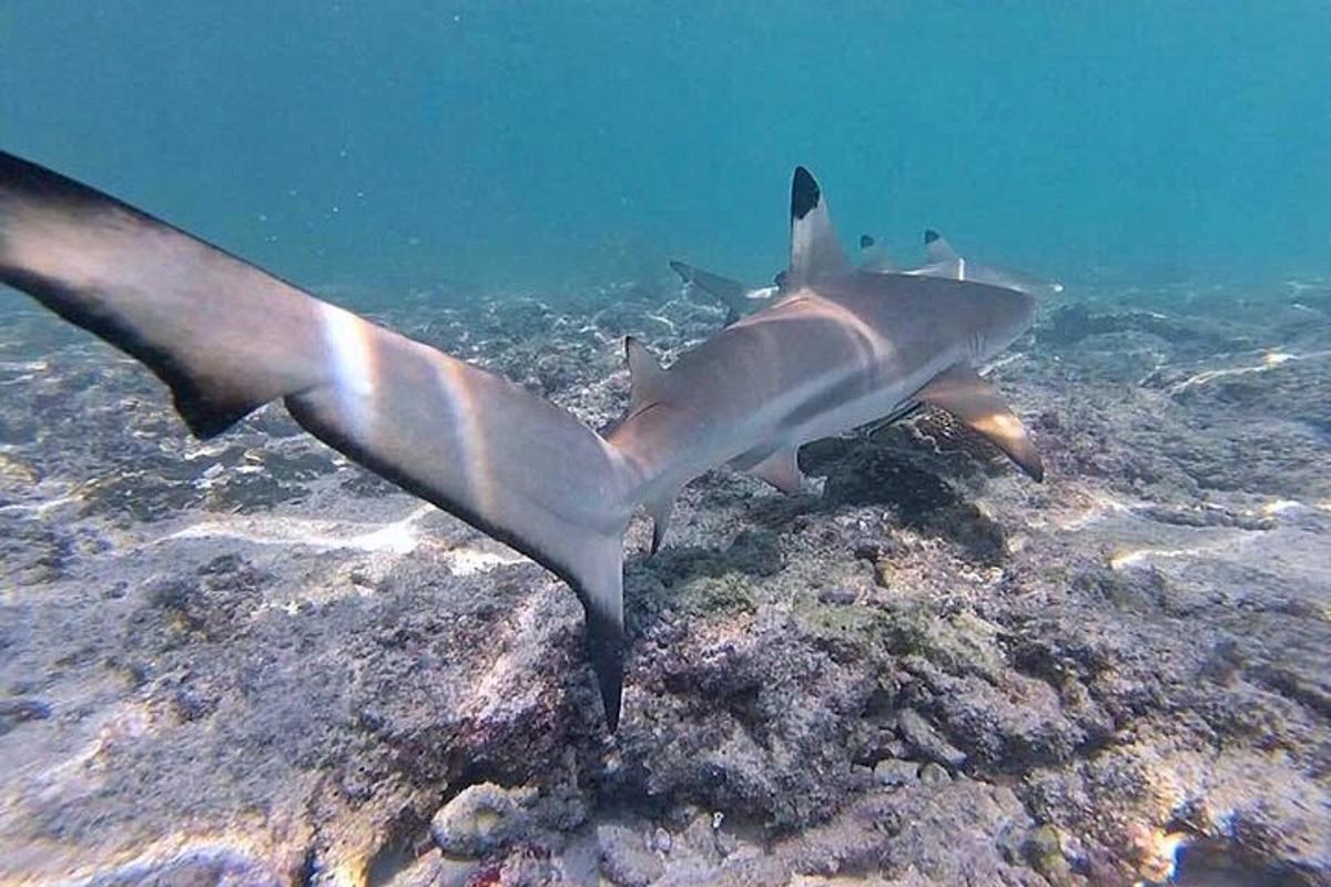 tygří žralok plave v oceánu