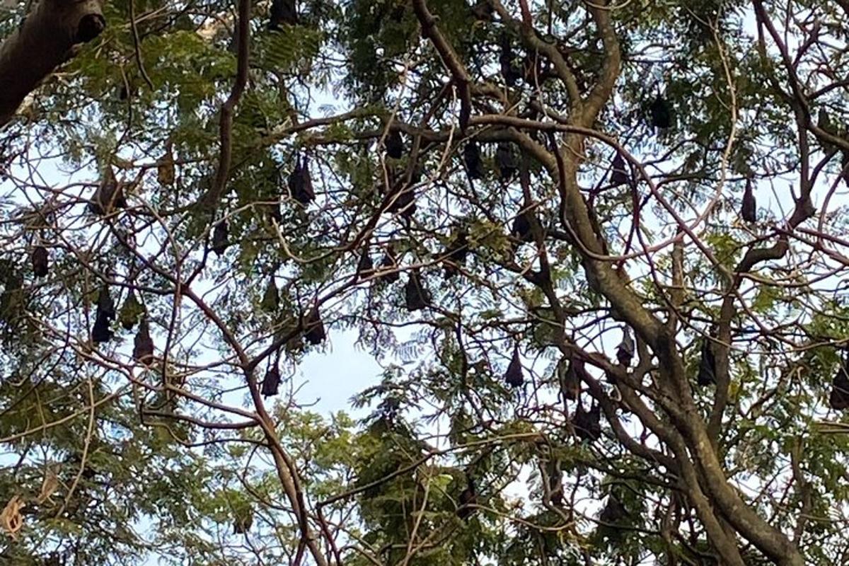 a flock of birds perched on the branches of a tree