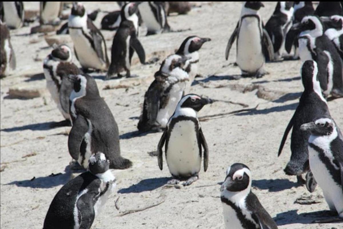 pingviinide grupp seisab rannas
