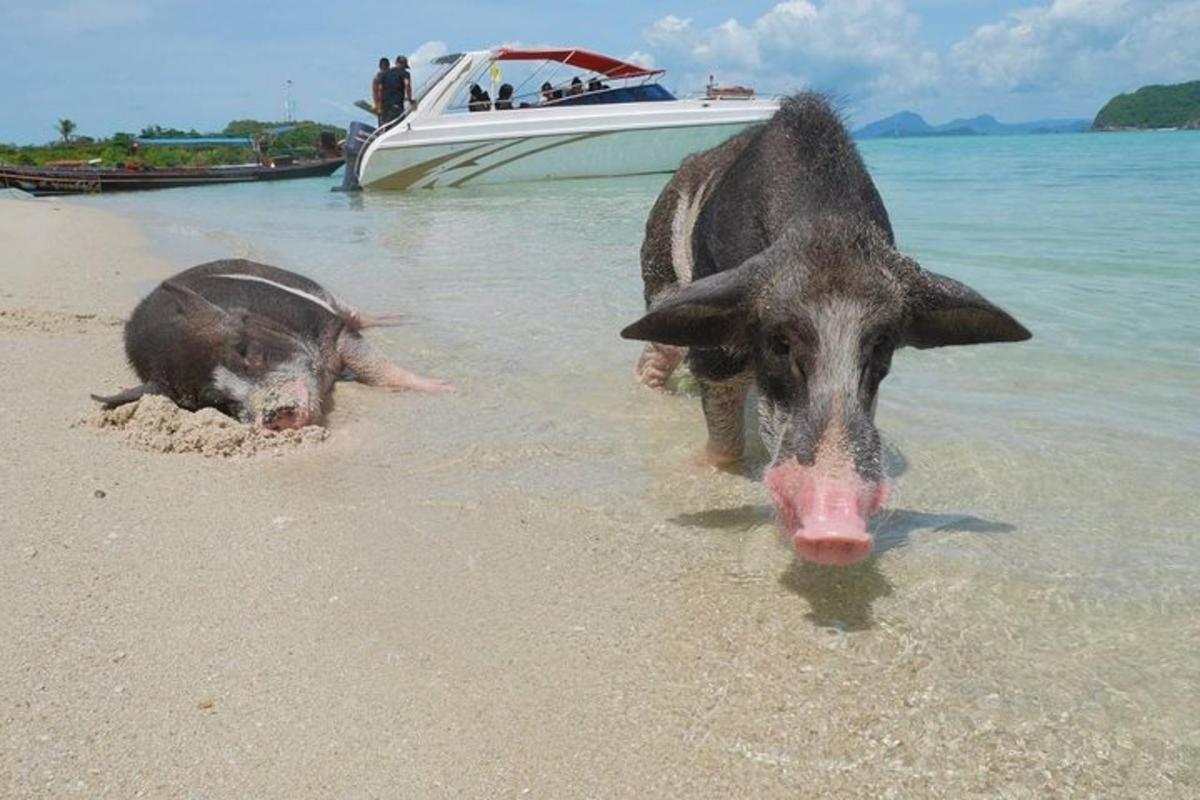 две свиње стоје у води на плажи