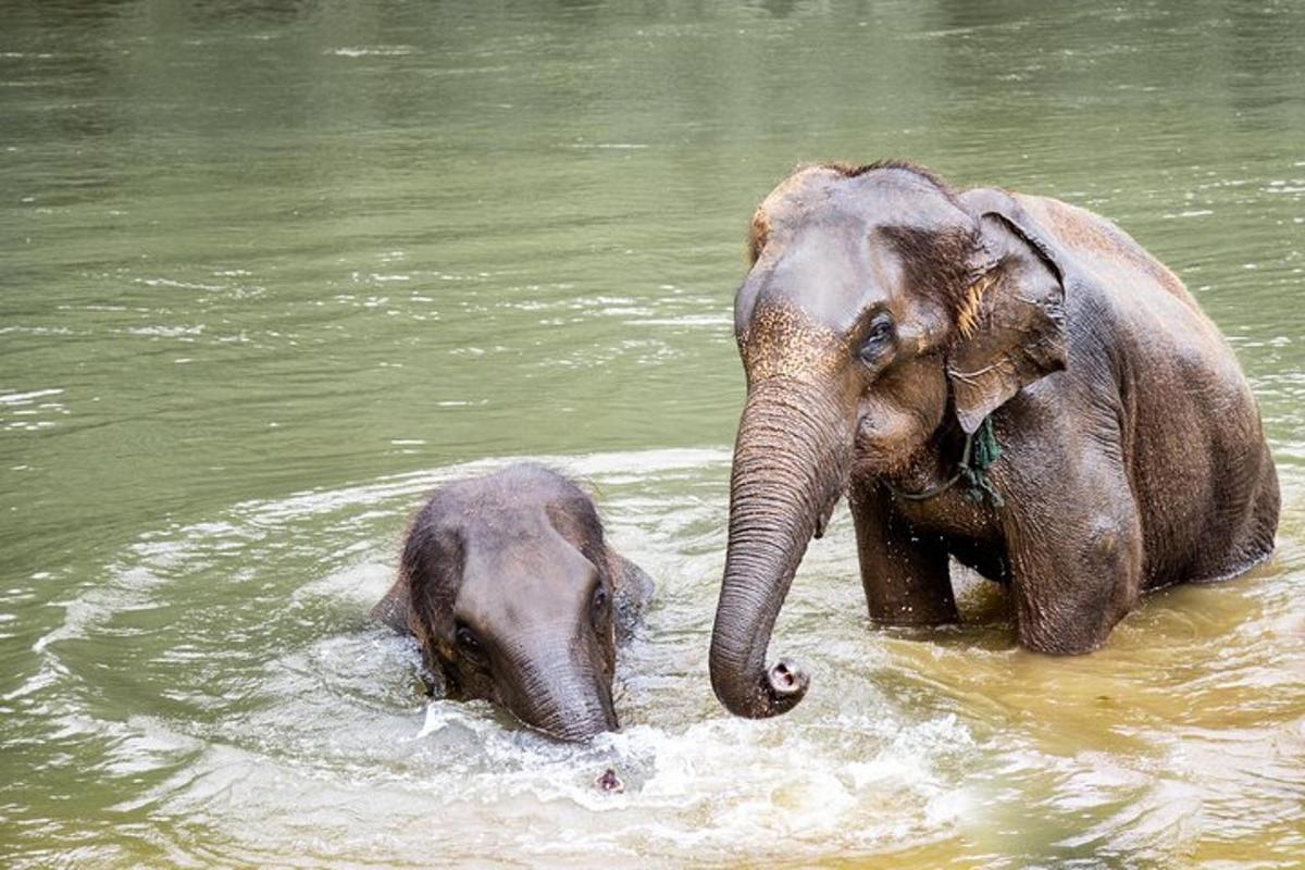Una pareja de elefantes parados en el agua