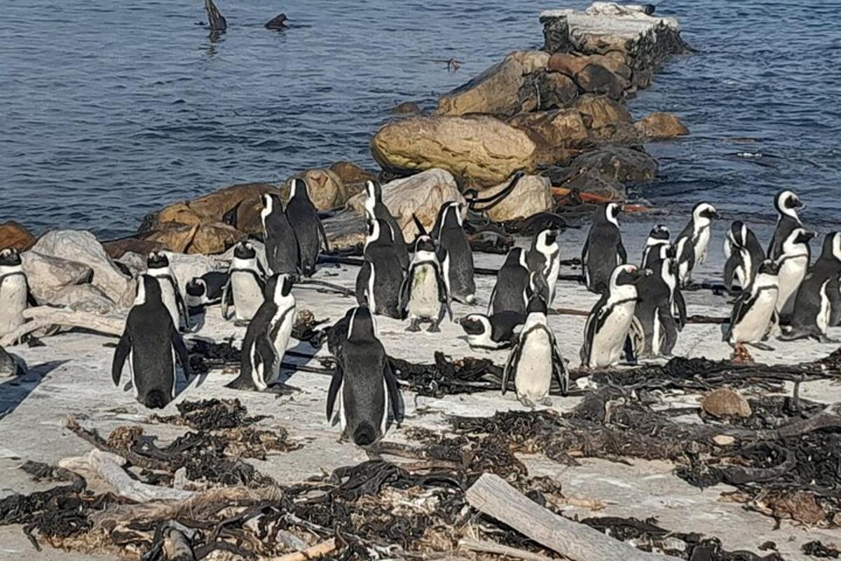 pingviinide grupp seisab rannas