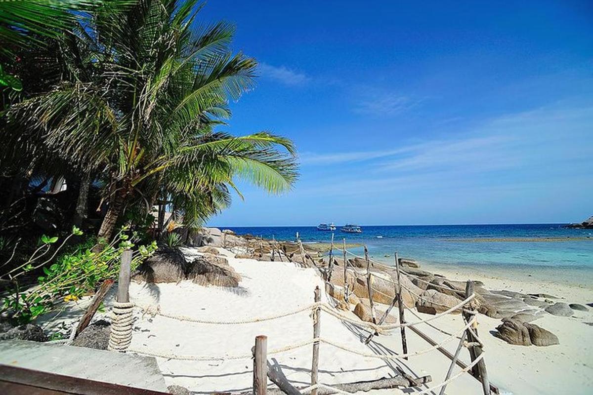 una spiaggia sabbiosa con una palma e l'oceano