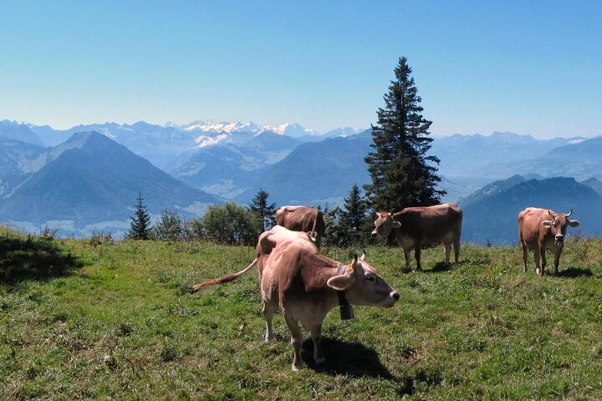 un grup de vaques dretes en un turó amb muntanyes al fons