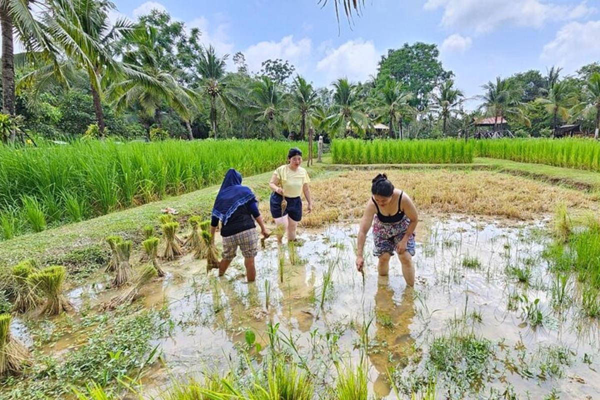 a group of people working in a rice field