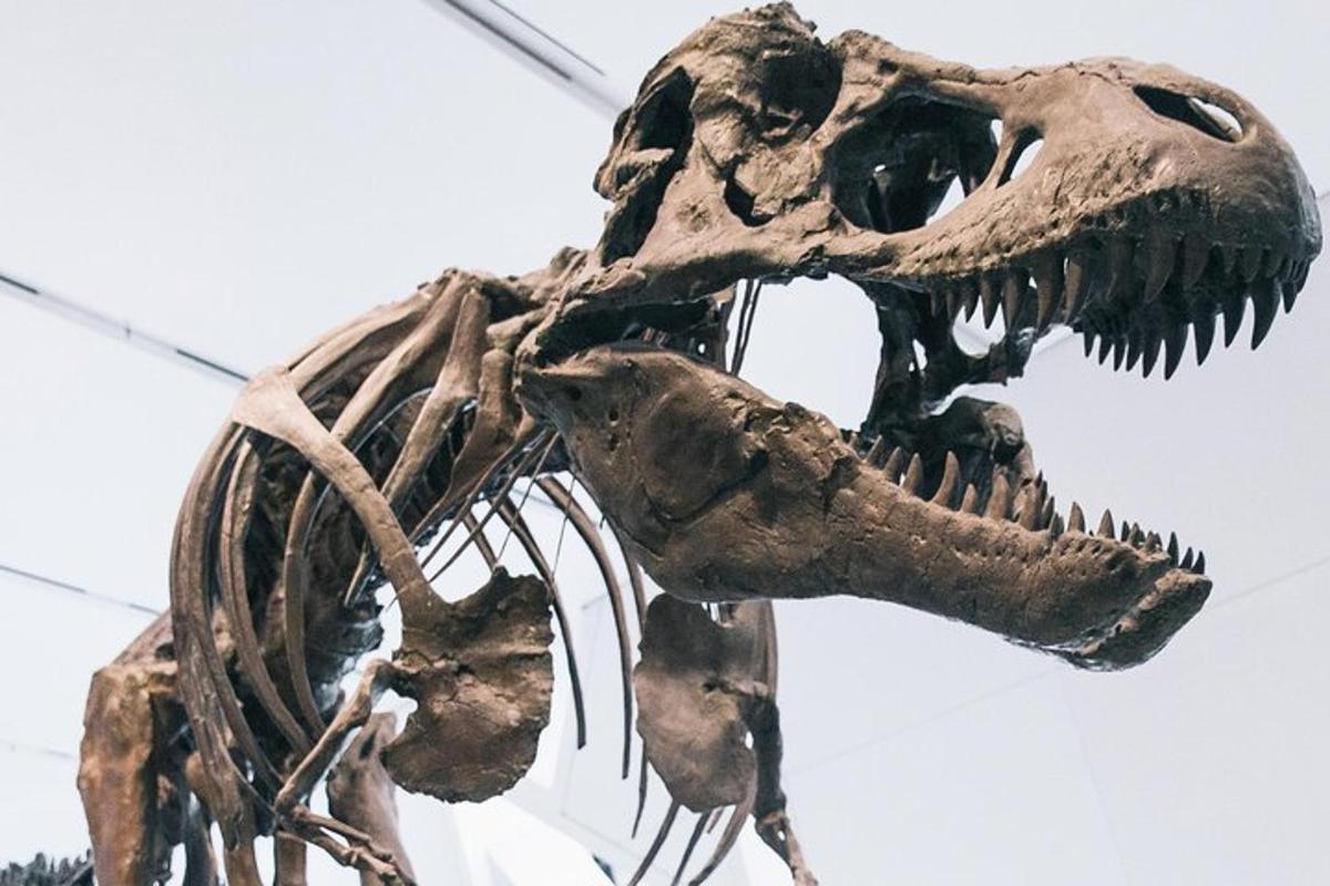 a skeleton of a dinosaur on display at a museum
