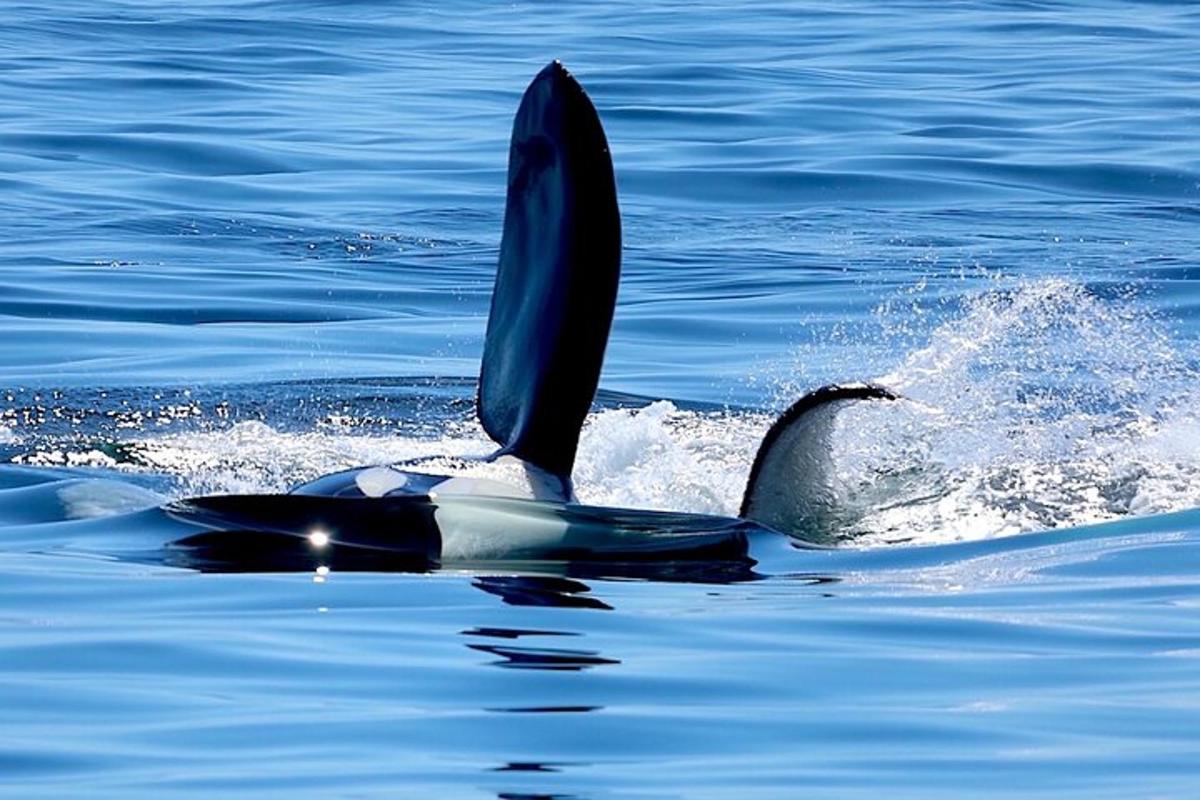 a dolphin in the water with its tail out