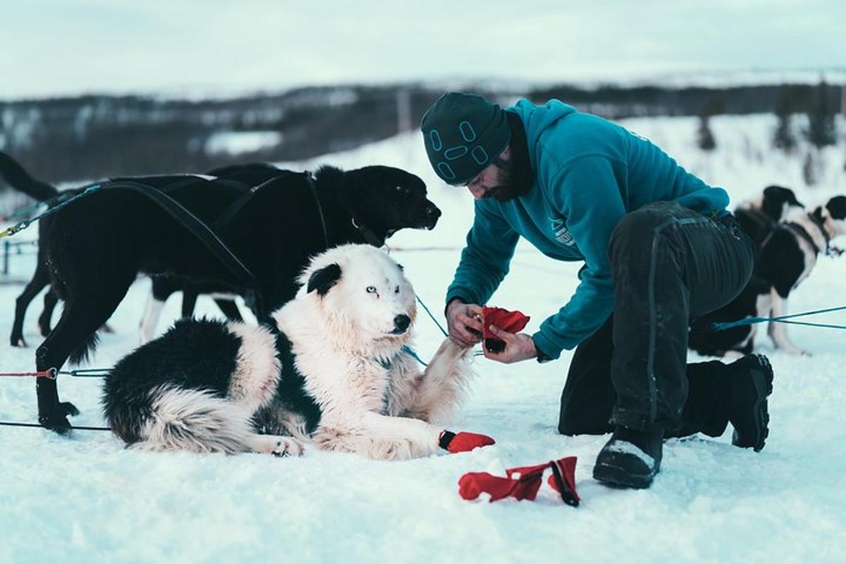 Maður að leika sér með hvítum hundi í snjónum