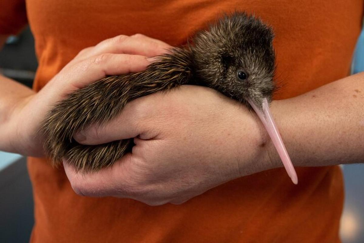 eine Person, die ein Vogelbaby in der Hand hält