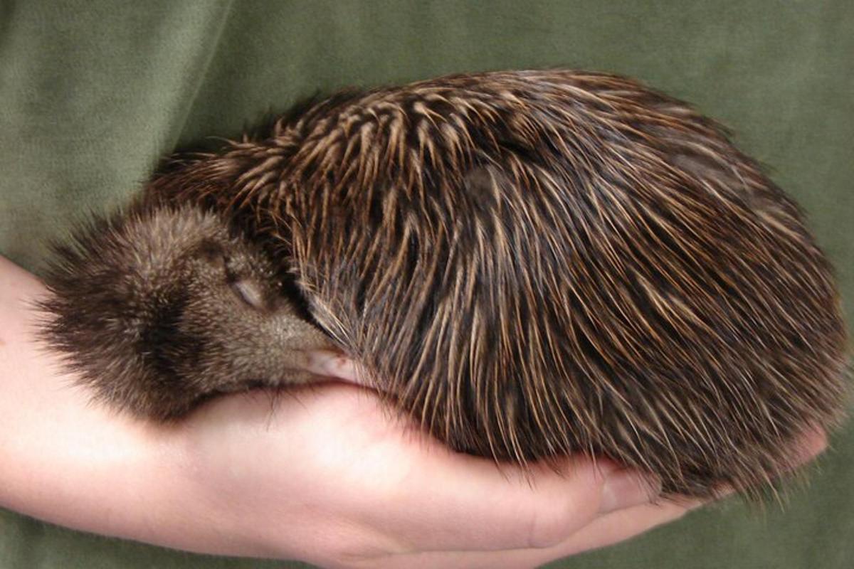 小さな動物を手に持っている人
