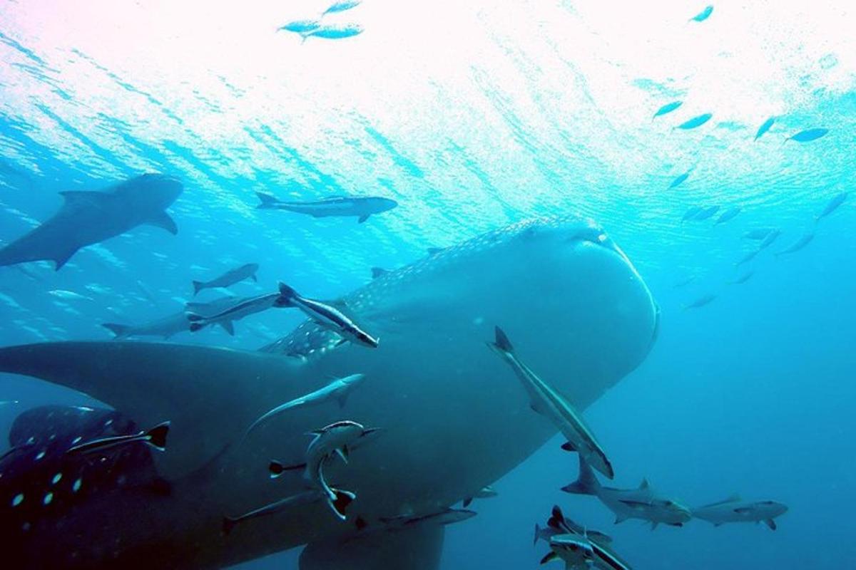 a group of sharks swimming in the ocean