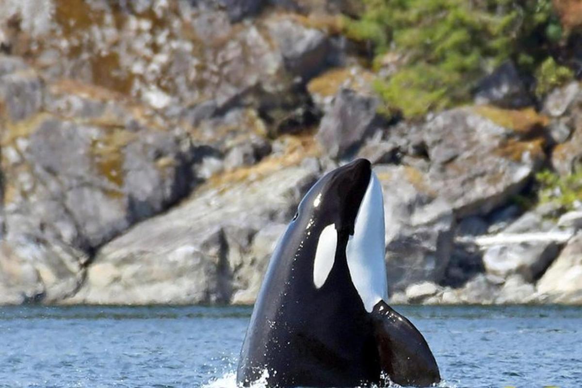 a penguin in the water with its tail up
