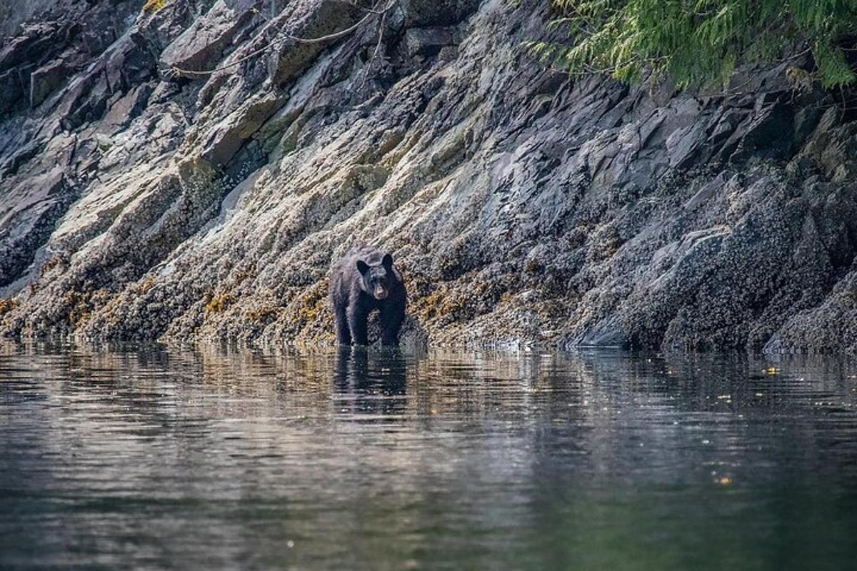a bear walking in the water near a cliff