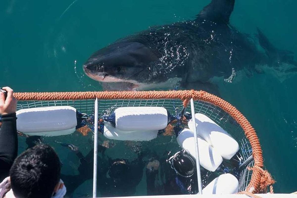 un delfín en el agua junto a un barco