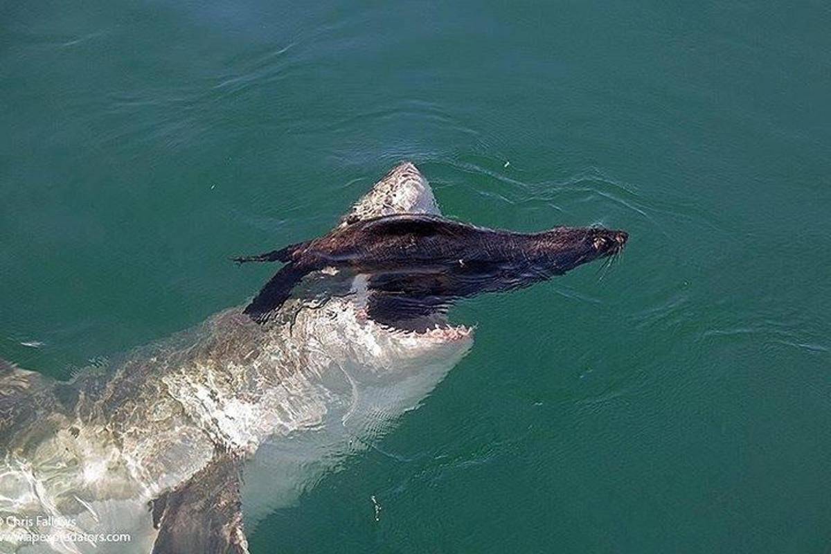 una tortuga marina nadando en el agua