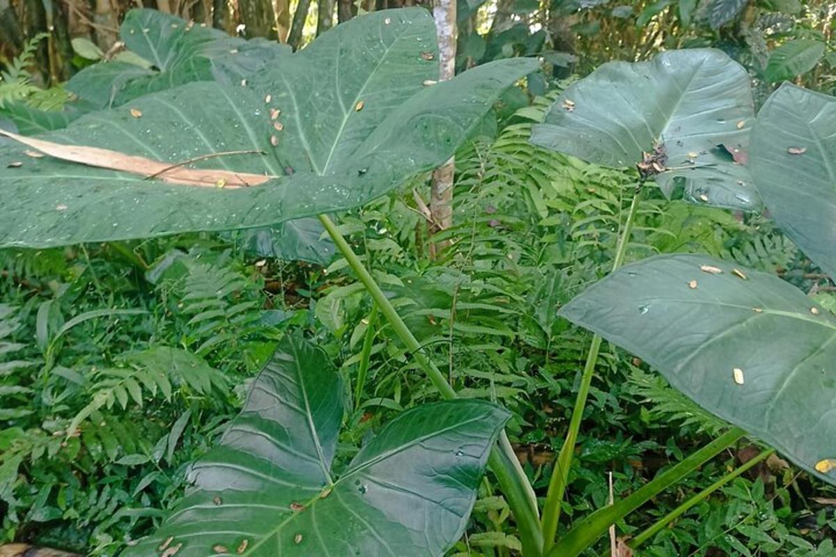 o plantă verde cu frunze mari și verzi într-o pădure