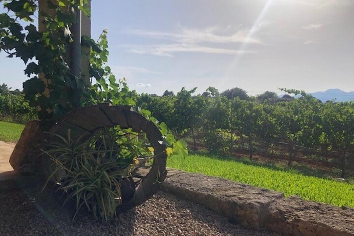 un jardí amb una planta en un mur de pedra