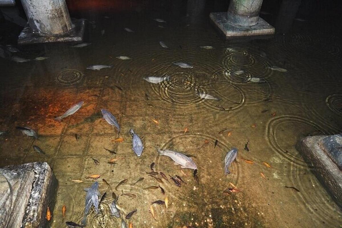 a group of fish swimming in a pond