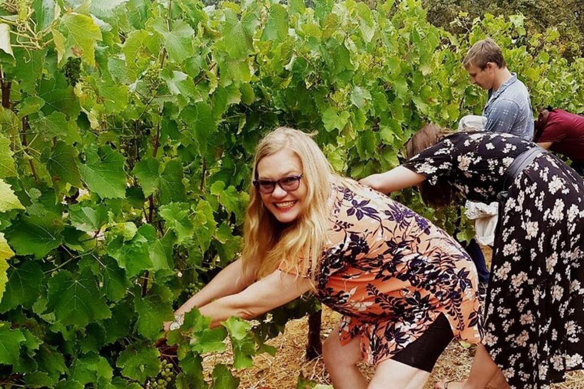 eine Frau steht in einem Weinberg und pflückt Trauben