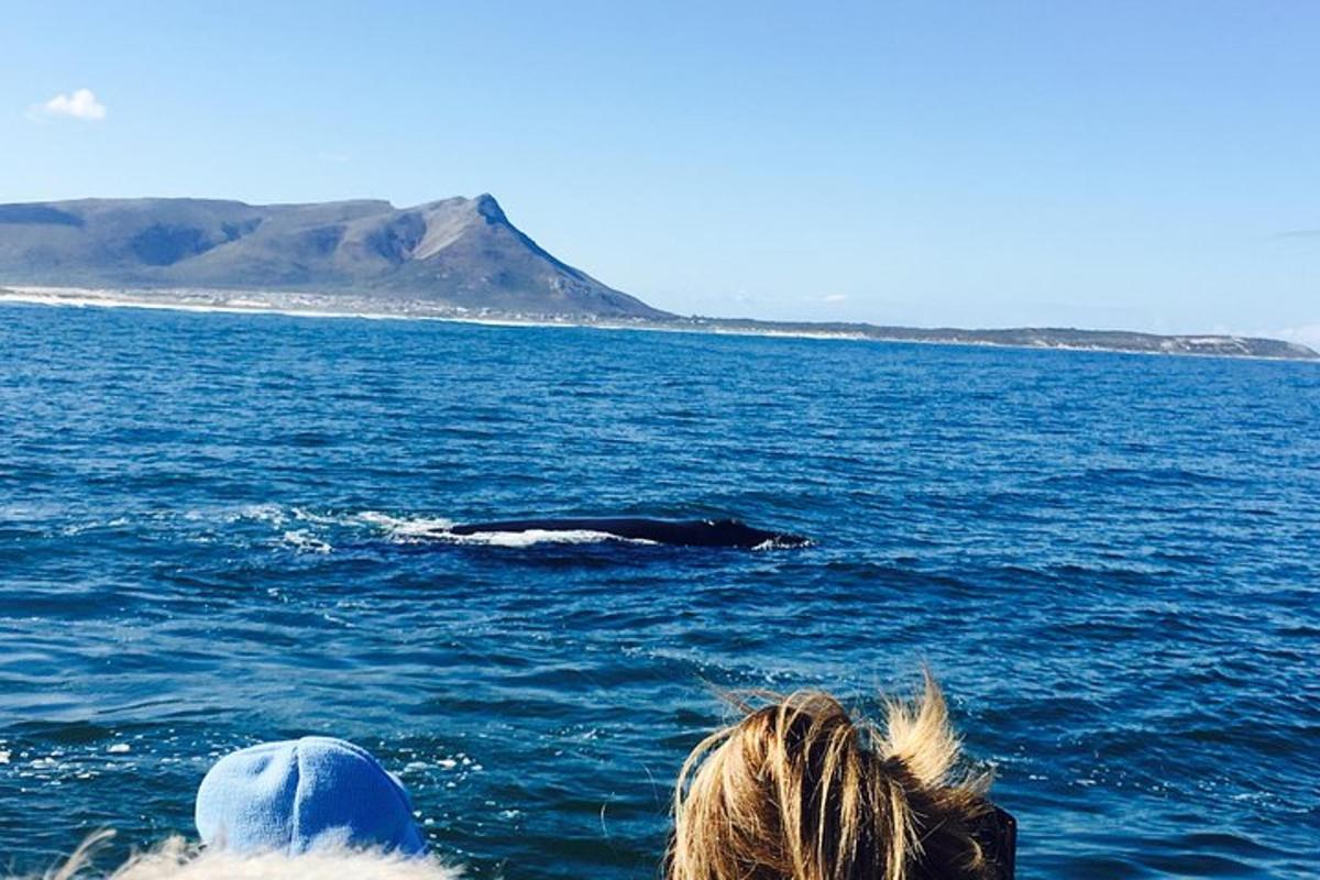 una ballena nadando en el agua cerca de un barco