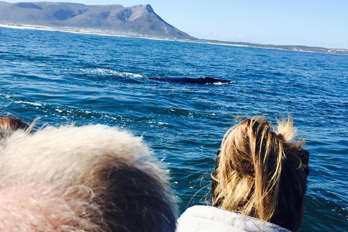 una persona en un barco mirando una ballena en el agua